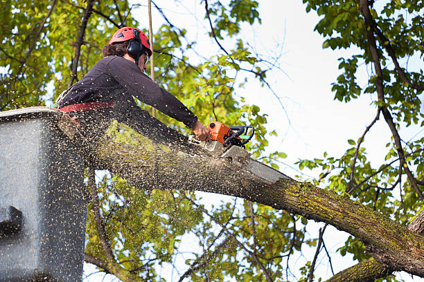 Best Affordable Tree Service  in Raytown, MO